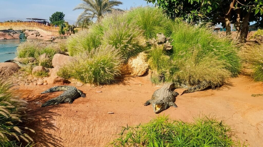 Family Adventures at Crocopark