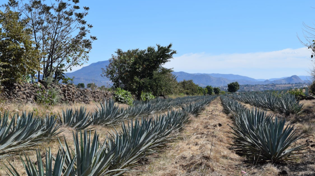 Mexico tours to Tequila Jalisco blue agave fields and distillery with Volcan de Tequila backdrop, ulta HD