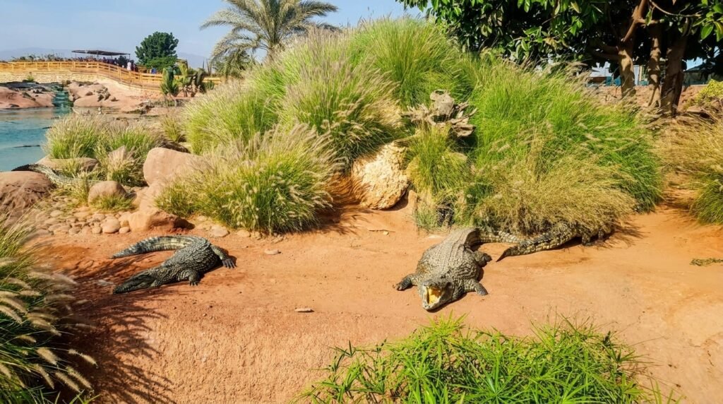 Crocoparc in agadir 